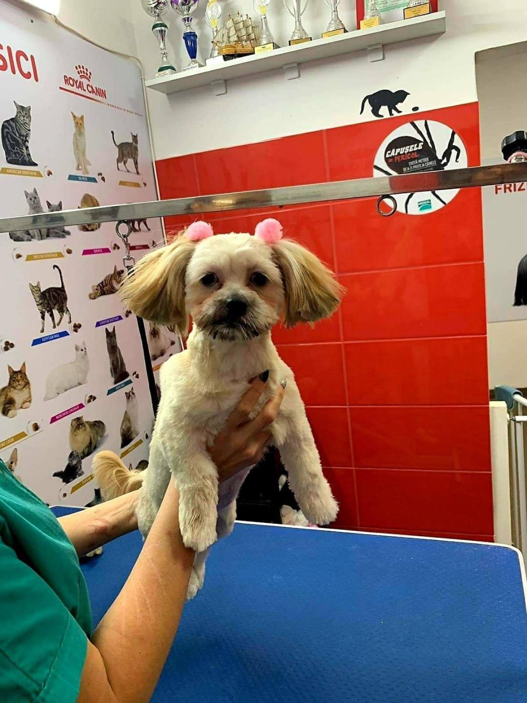 Curs Coafor Canin Cod COR  516402